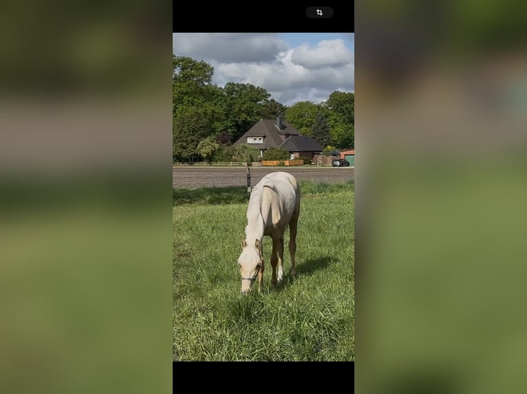 Deutsches Reitpony Stute 1 Jahr 146 cm Palomino in Langwedel