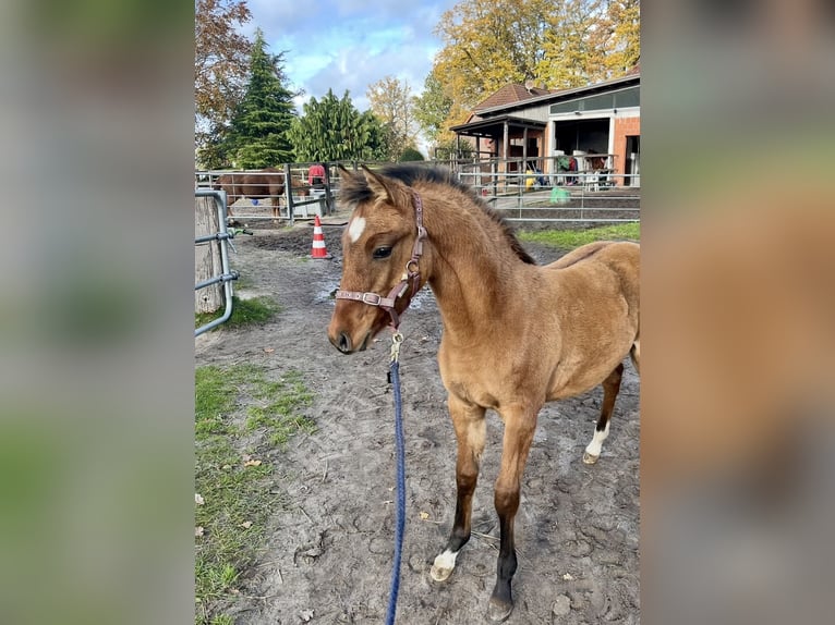 Deutsches Reitpony Stute 1 Jahr 147 cm Falbe in Rastede