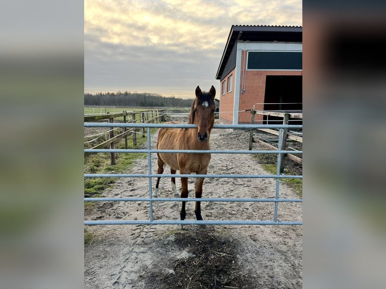 Deutsches Reitpony Stute 1 Jahr 147 cm Falbe in Rastede