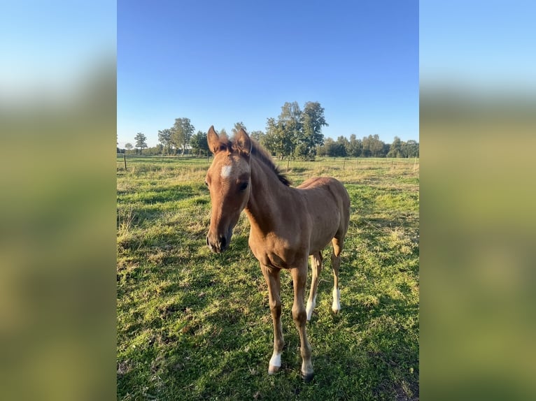 Deutsches Reitpony Stute 1 Jahr 147 cm Falbe in Rastede