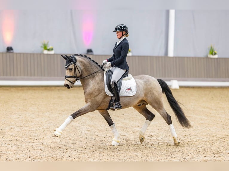 Deutsches Reitpony Stute 1 Jahr 147 cm Palomino in Dalfsen