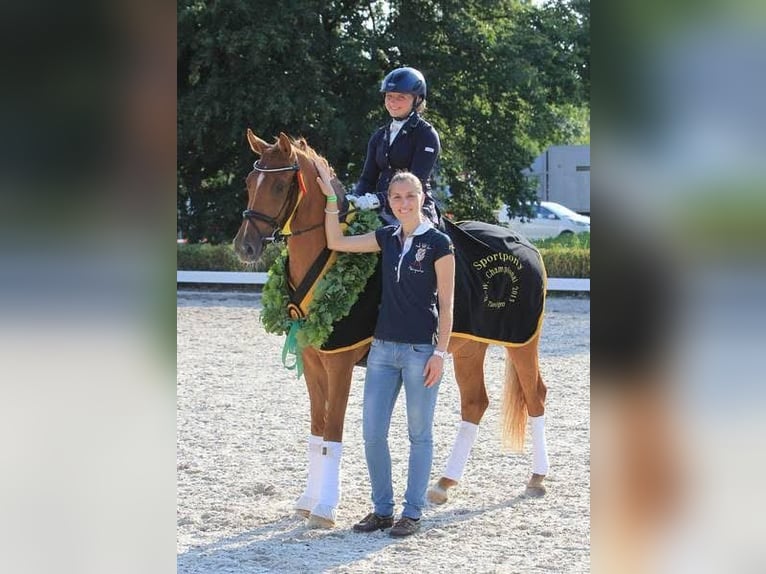 Deutsches Reitpony Stute 1 Jahr 147 cm Palomino in Dalfsen