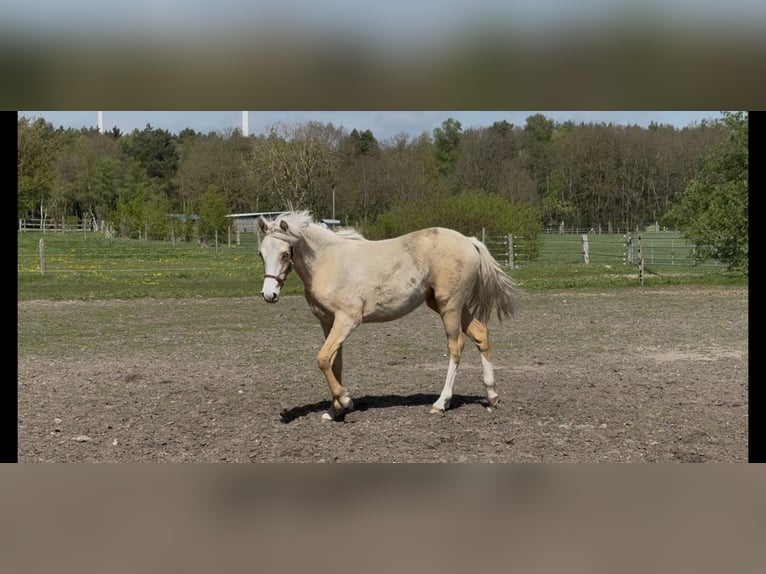 Deutsches Reitpony Stute 1 Jahr 147 cm Palomino in Langwedel