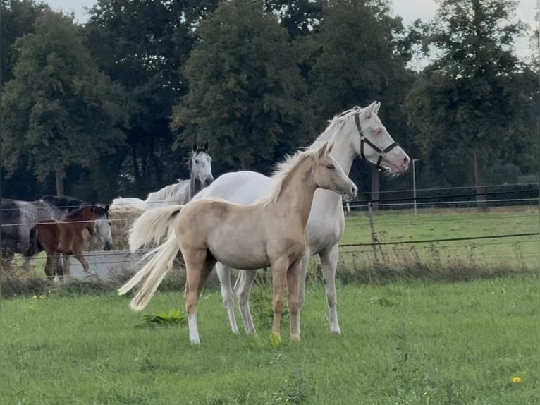 Deutsches Reitpony Stute 1 Jahr 147 cm Palomino in Langwedel