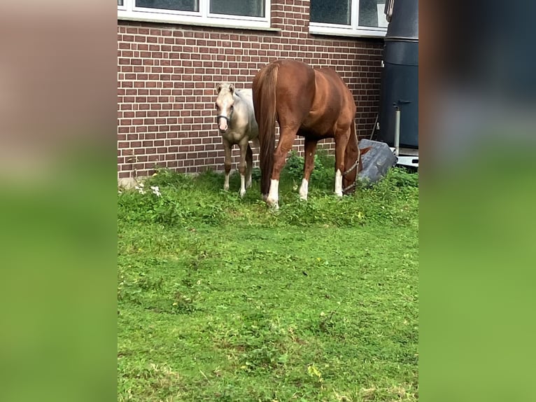 Deutsches Reitpony Stute 1 Jahr 147 cm Palomino in Ahaus