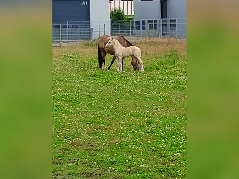 Deutsches Reitpony Stute 1 Jahr 147 cm Palomino in Ahaus
