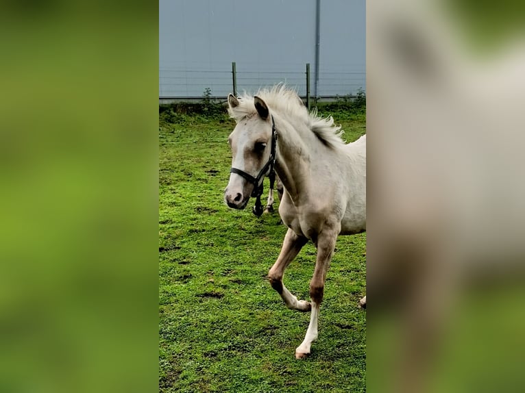Deutsches Reitpony Stute 1 Jahr 147 cm Palomino in Ahaus