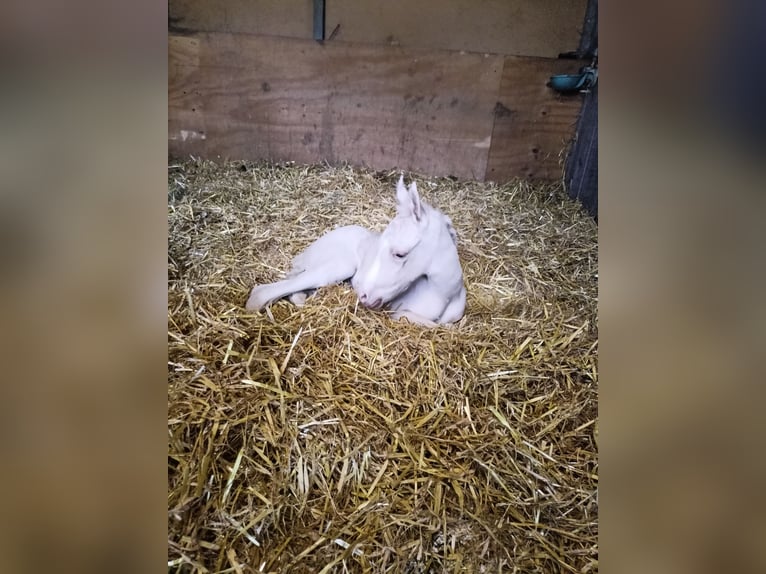 Deutsches Reitpony Stute 1 Jahr 147 cm Palomino in Ahaus