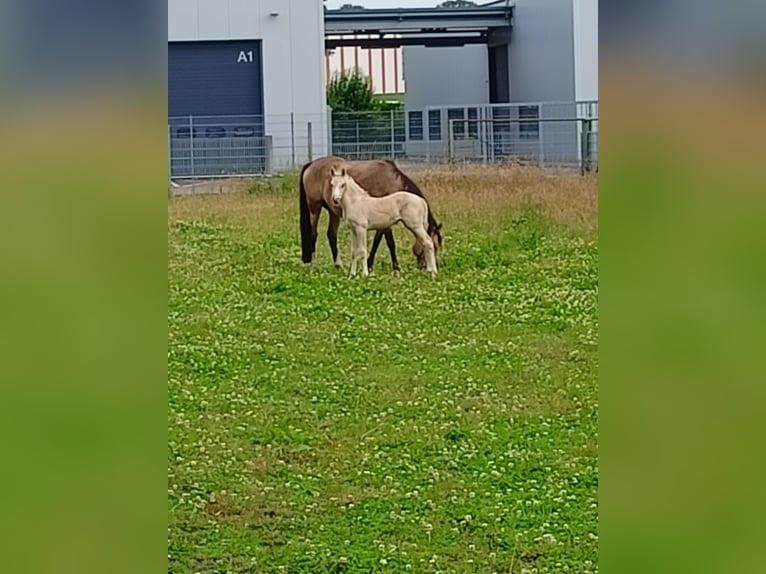 Deutsches Reitpony Stute 1 Jahr 147 cm Palomino in Ahaus