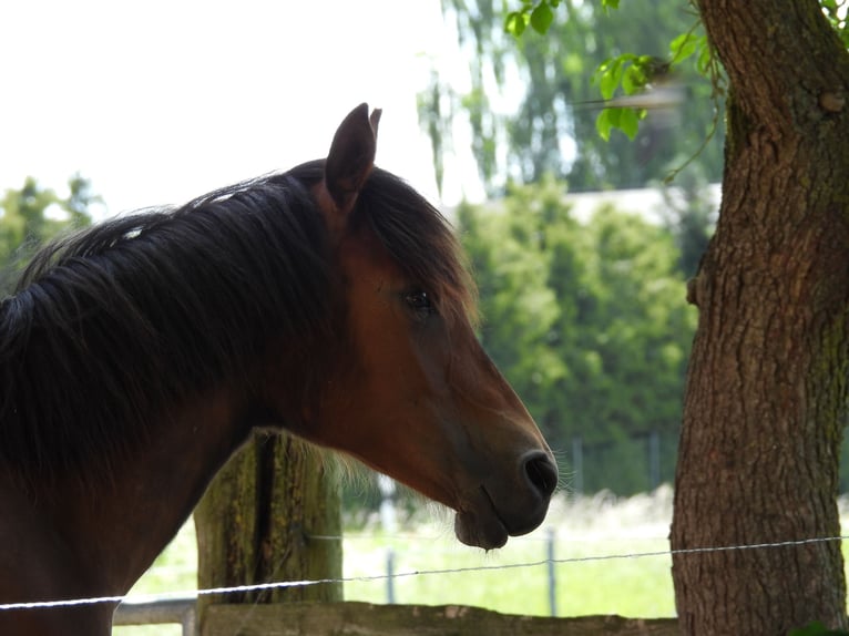 Deutsches Reitpony Stute 1 Jahr 148 cm Brauner in Laage