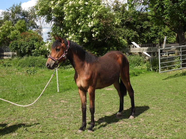 Deutsches Reitpony Stute 1 Jahr 148 cm Brauner in Laage