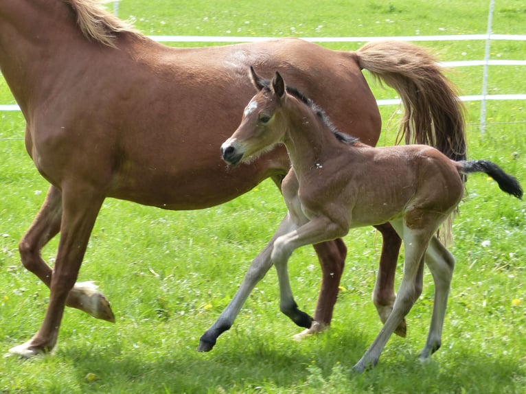 Deutsches Reitpony Stute 1 Jahr 148 cm Brauner in Laage