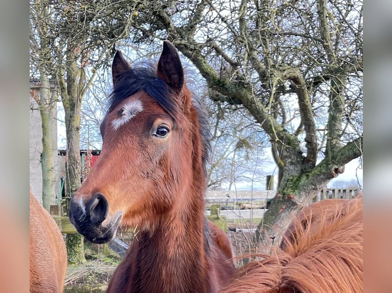Deutsches Reitpony Stute 1 Jahr 148 cm Brauner in Laage