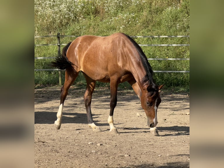 Deutsches Reitpony Mix Stute 1 Jahr 148 cm Brauner in Waldshut-Tiengen