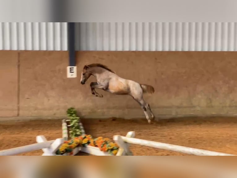 Deutsches Reitpony Stute 1 Jahr 148 cm Cremello in Gadow