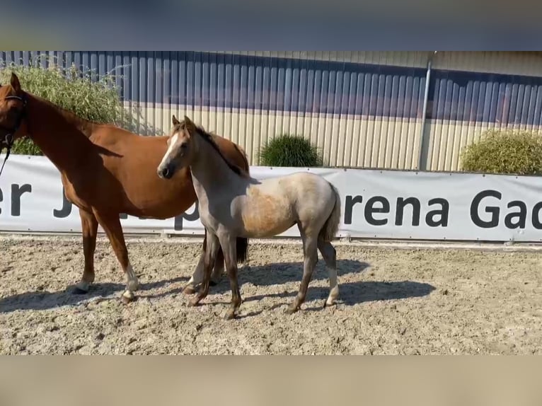 Deutsches Reitpony Stute 1 Jahr 148 cm Cremello in Gadow