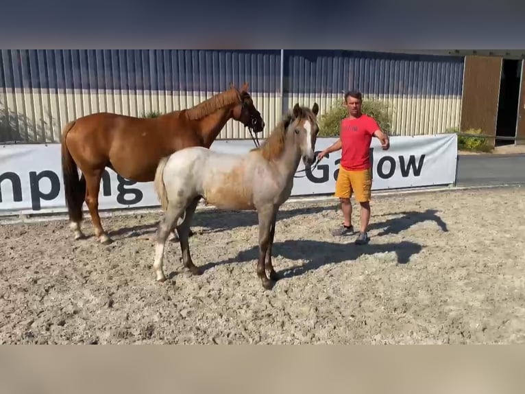 Deutsches Reitpony Stute 1 Jahr 148 cm Cremello in Gadow