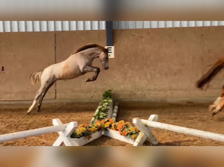 Deutsches Reitpony Stute 1 Jahr 148 cm Cremello in Gadow