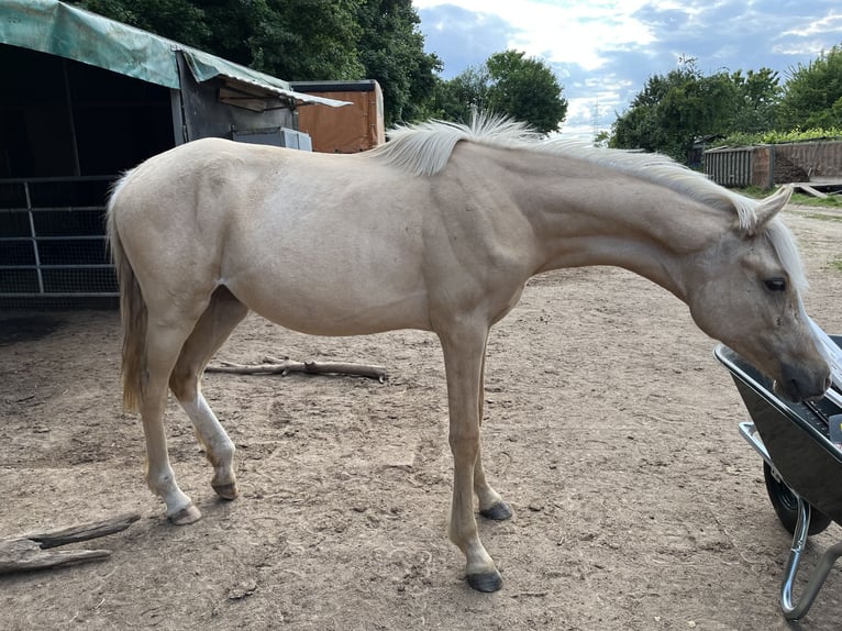 Deutsches Reitpony Stute 1 Jahr 148 cm Dunalino in Neuss