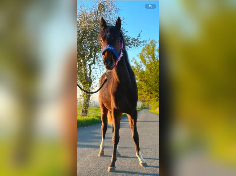 Deutsches Reitpony Stute 1 Jahr 148 cm Dunkelbrauner in Möhnesee