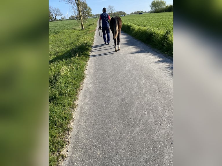 Deutsches Reitpony Stute 1 Jahr 148 cm Dunkelbrauner in Möhnesee