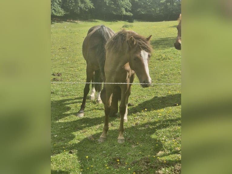 Deutsches Reitpony Stute 1 Jahr 148 cm Dunkelfuchs in Wipperf&#xFC;rth