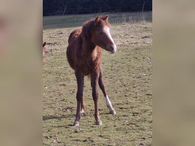 Deutsches Reitpony Stute 1 Jahr 148 cm Dunkelfuchs in Wipperf&#xFC;rth