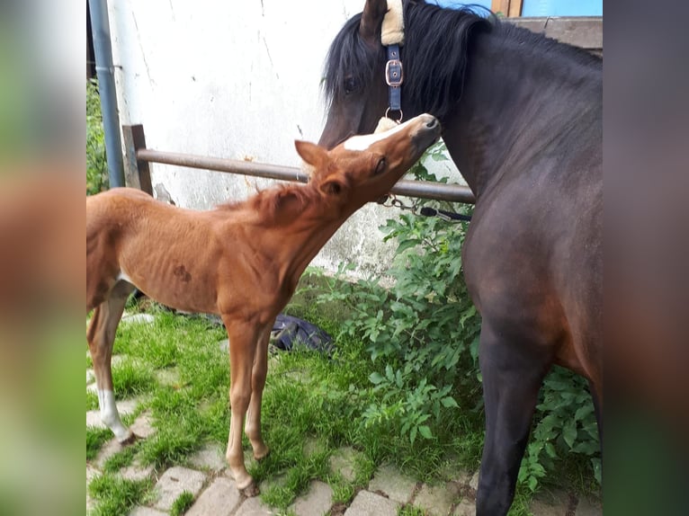 Deutsches Reitpony Stute 1 Jahr 148 cm Dunkelfuchs in Wipperf&#xFC;rth