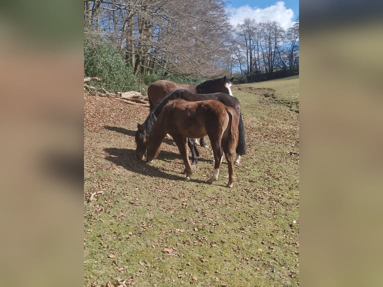 Deutsches Reitpony Stute 1 Jahr 148 cm Dunkelfuchs in Wipperf&#xFC;rth