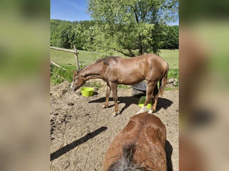 Deutsches Reitpony Stute 1 Jahr 148 cm Dunkelfuchs in Wipperf&#xFC;rth