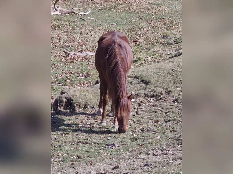 Deutsches Reitpony Stute 1 Jahr 148 cm Dunkelfuchs in Wipperf&#xFC;rth