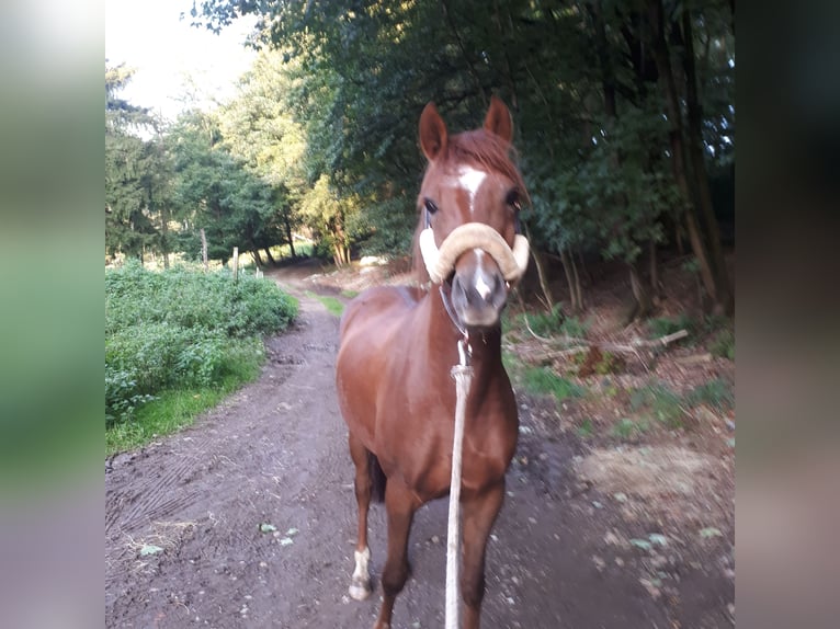 Deutsches Reitpony Stute 1 Jahr 148 cm Dunkelfuchs in Wipperfürth