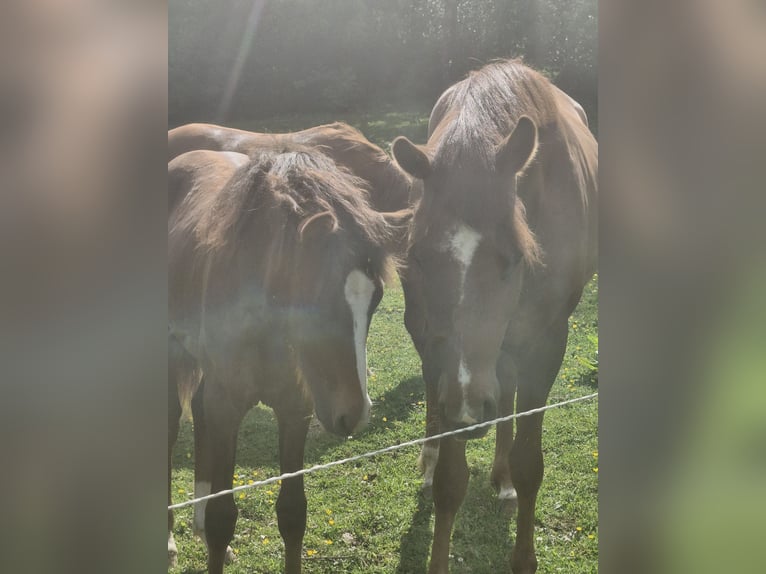 Deutsches Reitpony Stute 1 Jahr 148 cm Dunkelfuchs in Wipperf&#xFC;rth