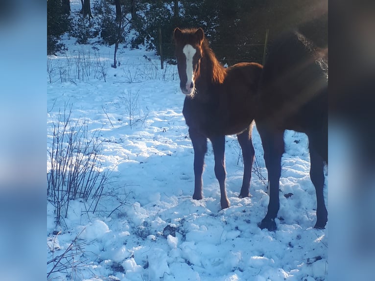 Deutsches Reitpony Stute 1 Jahr 148 cm Dunkelfuchs in Wipperfürth