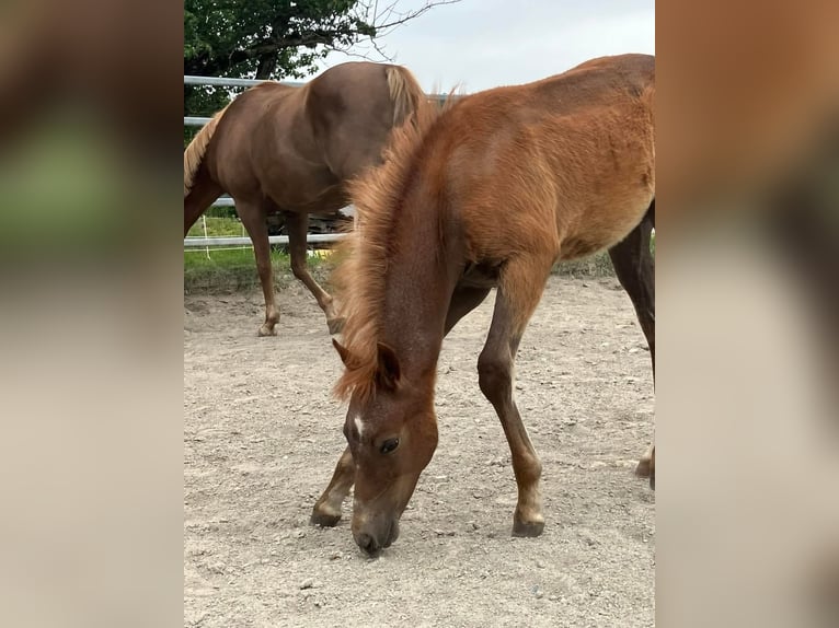 Deutsches Reitpony Stute 1 Jahr 148 cm Fuchs in Heiligenschwendi