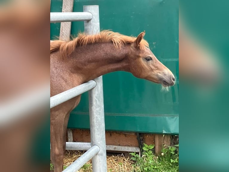 Deutsches Reitpony Stute 1 Jahr 148 cm Fuchs in Heiligenschwendi