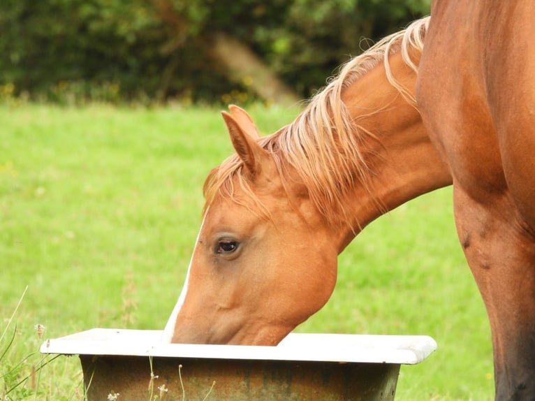 Deutsches Reitpony Stute 1 Jahr 148 cm Fuchs in Flintbek