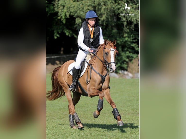 Deutsches Reitpony Stute 1 Jahr 148 cm Fuchs in Flintbek