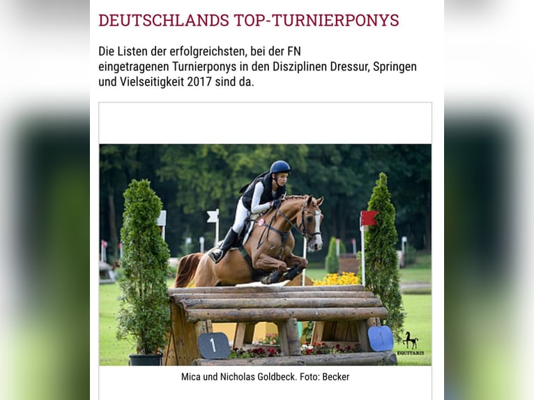 Deutsches Reitpony Stute 1 Jahr 148 cm Fuchs in Flintbek