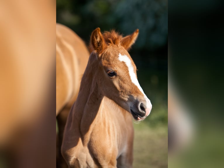 Deutsches Reitpony Stute 1 Jahr 148 cm Fuchs in Flintbek