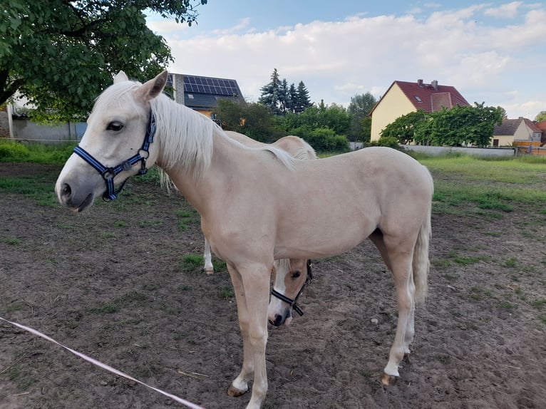 Deutsches Reitpony Stute 1 Jahr 148 cm Palomino in Prettin