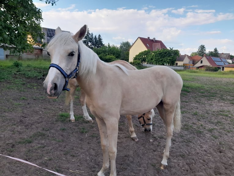 Deutsches Reitpony Stute 1 Jahr 148 cm Palomino in Prettin