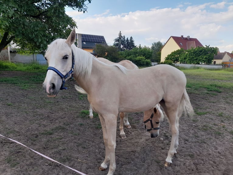 Deutsches Reitpony Stute 1 Jahr 148 cm Palomino in Prettin