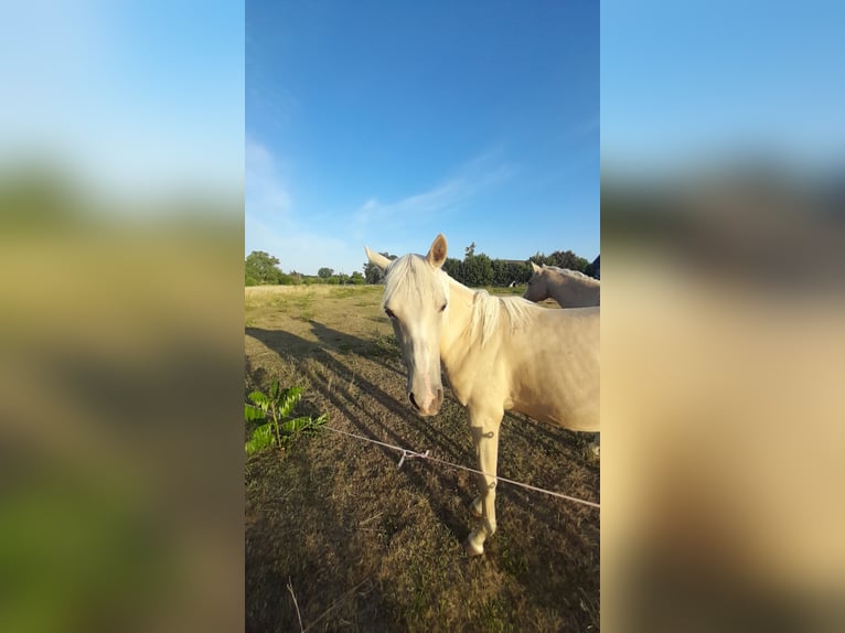 Deutsches Reitpony Stute 1 Jahr 148 cm Palomino in Prettin