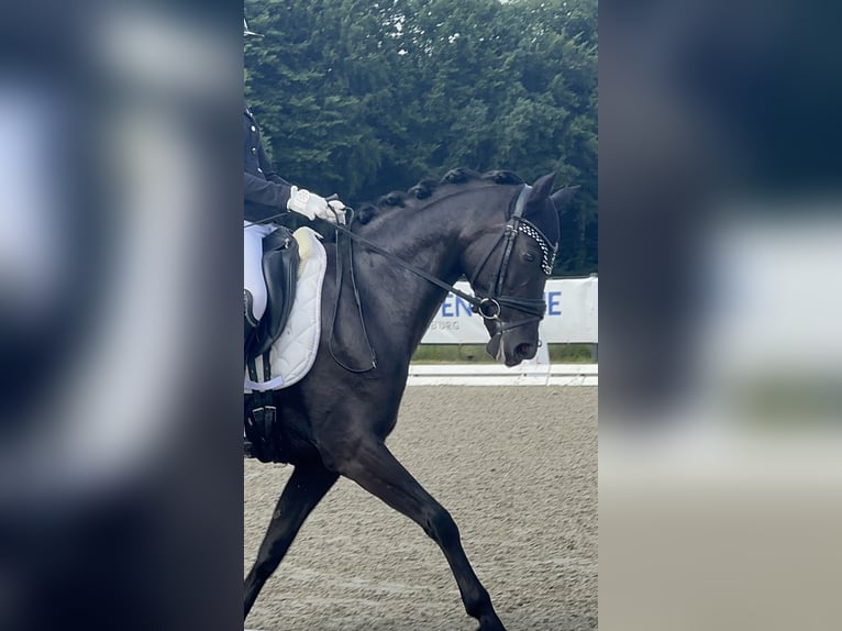 Deutsches Reitpony Stute 1 Jahr 148 cm Rappe in Oerel