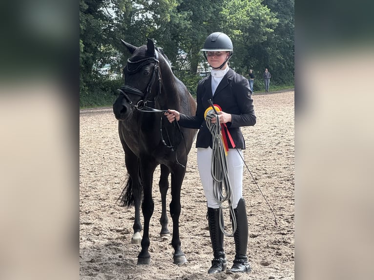 Deutsches Reitpony Stute 1 Jahr 148 cm Rappe in Oerel
