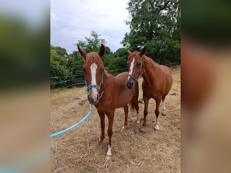 Deutsches Reitpony Stute 1 Jahr 149 cm Fuchs in Quedlinburg