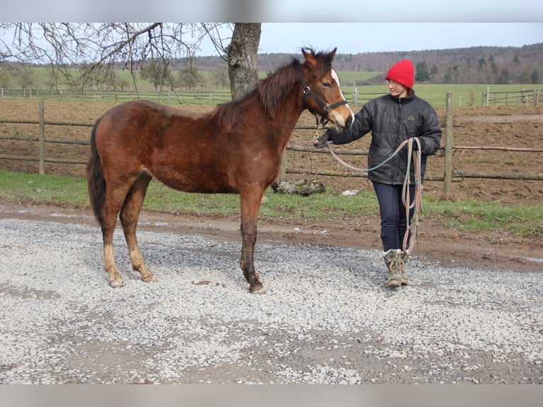 Deutsches Reitpony Mix Stute 1 Jahr 150 Cm Dunkelbrauner In Buchen ...