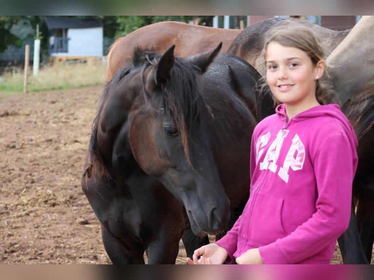 Deutsches Reitpony Mix Stute 1 Jahr 150 cm Rappe in Mudau Reisenbach