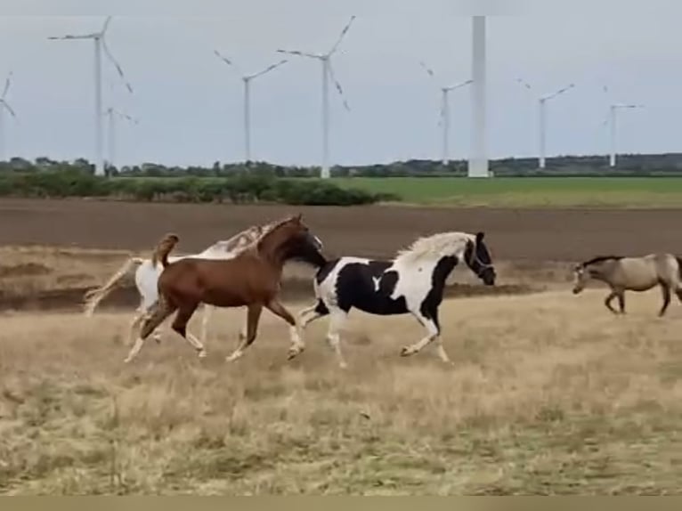 Deutsches Reitpony Mix Stute 1 Jahr 150 cm Schecke in Arneburg